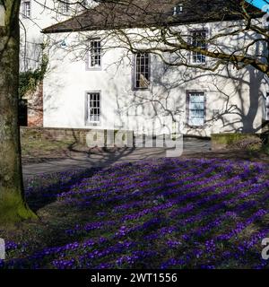 Crocus de cimetière animés en face de l'aile ouest blanchie à la chaux de l'ancien Mansion House, Penrith, Westmorland & Furness, Royaume-Uni Banque D'Images