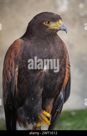 Aigle doré Aquila chrysaetos orel skalni assis sur une branche. L'aigle doré est un grand oiseau de proie qui appartient à la famille du faucon et de l'aigle. Banque D'Images