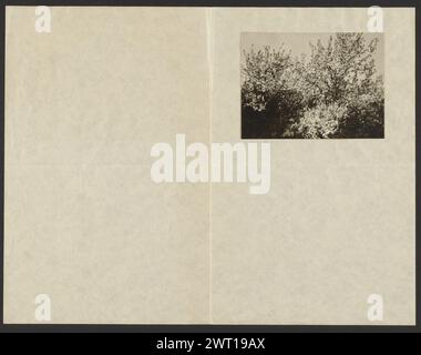 Apple Blossoms. Alfred Stieglitz, photographe (américain, 1864 - 1946) 1922 vue d'un pommier en fleurs. (Verso, Mount) en haut à gauche, crayon, inscrit par la succession de Georgia O'Keeffe : 'F76'; Banque D'Images