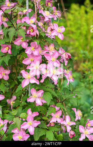 clematis, vierges (Clematis 'Eetika', Clematis Freda), floraison, cultivar Freda Banque D'Images