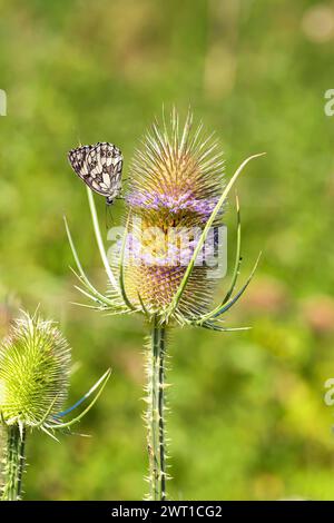 Blanc marbré (Melanargia galathea), sur thé sauvage Banque D'Images
