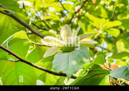 Gold Crown Magnolia (Magnolia 'Gold Crown', Magnolia Gold Crown), fleur du cultivar Gold Crown Banque D'Images