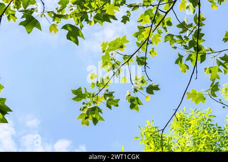 Peuplier tulipe chinois, tulipe chinois, bois blanc chinois (Liriodendron chinensis, Liriodendron chinense), branches contre un ciel bleu, Europe, Bund Banque D'Images