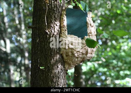 frelon, frelon brun, frelon européen (Vespa crabro), nid de frelon dans un nichoir d'oiseau sur un tronc d'arbre, Allemagne, Rhénanie du Nord-Westphalie, région de la Ruhr, Banque D'Images