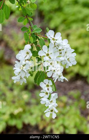 Perlbuste, perlbuste commun (Exochorda racemosa 'la mariée', Exochorda racemosa la mariée), floraison, cultivar la mariée, Europe, Rhododendronpark Bre Banque D'Images