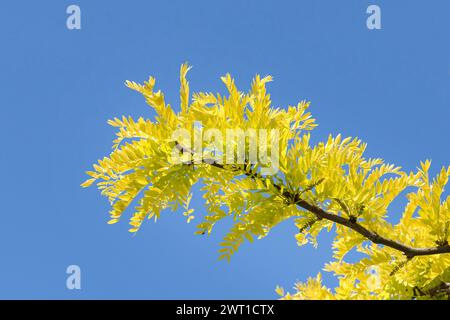 Locouste miel, criquet mellifère (Gleditsia triacanthos 'Sunburst', Gleditsia triacanthos Sunburst), branche du cultivar Sunburst, Europe, Bundesrepublik Deut Banque D'Images