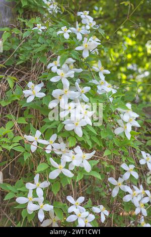 Clématites de montagne, clématites himalayennes, clématites d'anémone (Clematis montana var. Grandiflora, Clematis montana var. alba), Blooming, Europe, Bundesrépub Banque D'Images