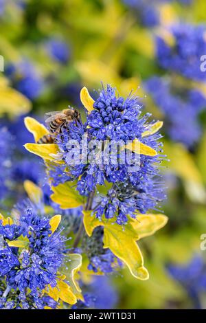 Barbe bleue, Spiraea bleue (Caryopteris x clandonensis 'Sunny Blue', Caryopteris x clandonensis Sunny Blue, Caryopteris clandonensis), inflorescences de Banque D'Images