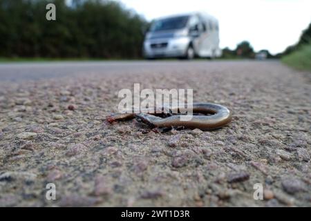 Ver lent européen, ver aveugle, ver lent (Anguis fragilis), ver lent envahi couché sur le bord de la route, France, Bretagne, Erquy Banque D'Images