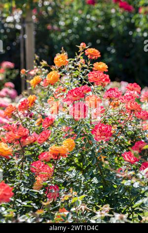 Rose naine (Rosa 'Little Miss Sunshine', Rosa Little Miss Sunshine), Bloomin, cultivar Little Miss Sunshine, Europe, Bundesrepublik Deutschland Banque D'Images