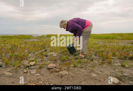 Vieille femme récoltant du samphire, Danemark, Mandoe Banque D'Images