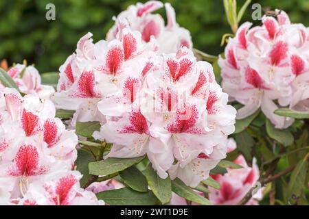 rhododendron (Rhododendron 'Belami', Rhododendron Belami), floraison, cultivar Belami Banque D'Images