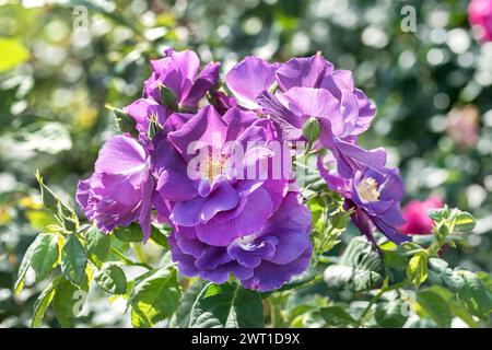 Rose ornementale (Rosa 'Rhapsody in Blue', Rosa Rhapsody in Blue), fleurs du cultivar Rhapsody in Blue, Europe, Bundesrepublik Deutschland Banque D'Images