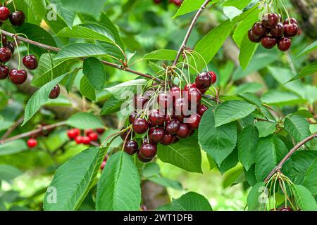 Cerisier, cerise douce (Prunus avium 'Namatie', Prunus avium Namati), cerises sur l'arbre, cultivar Namati Banque D'Images