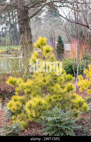 Pin noir, pin lodgepole, pin de rivage (Pinus contorta 'Chief Joseph', Pinus contorta Chief Joseph), habitat du cultivar Chief Joseph, Europe, Bundesr Banque D'Images