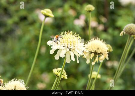 Gale géante, gale jaune (Cephalaria gigantea), floraison avec bourdon, Europe, Bundesrepublik Deutschland Banque D'Images