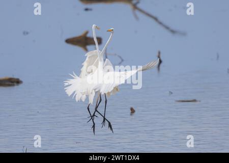 Grande aigrette, Grande aigrette blanche (Egretta alba, Casmerodius albus, Ardea alba), deux grandes aigrettes luttant pour leur territoire en vol, Allemagne, Bavari Banque D'Images