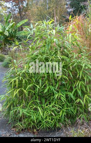 Flèche bambou, Metake (Pseudosasa japonica, Arundinaria japonica, Sasa japonica), habit, Europe, Bundesrepublik Deutschland Banque D'Images