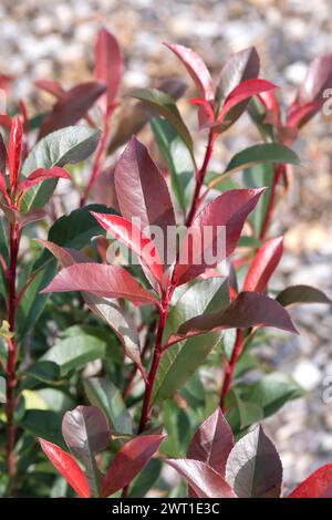 Photinie Fraser, photinie rouge, baie de Noël (Photinia x fraseri 'carré rouge', Photinia x fraseri carré rouge, Photinia fraseri), pousses de feuilles Banque D'Images