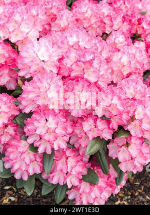 rhododendron (Rhododendron 'Fantastica', Rhododendron Fantastica), floraison, cultivar Fantastica Banque D'Images