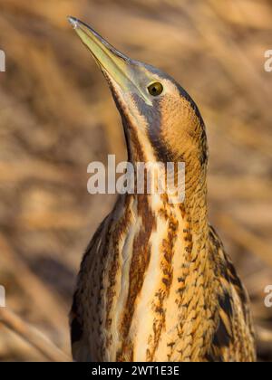 Amère eurasienne, grande amère (Botaurus stellaris), en pose défensive, portrait mi-long, Italie, Toscane, lac Massaciuccoli Banque D'Images