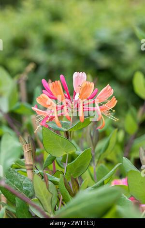 Chèvrefeuille de corail, chèvrefeuille de flamme d'or (Lonicera x heckrottii 'Goldflame', Lonicera x heckrottii Goldflame, Lonicera heckrottii), fleurs de cultiv Banque D'Images