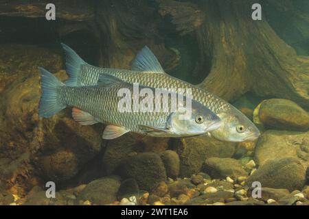 Chub (Leuciscus cephalus), deux Chub rivaux, vue de côté Banque D'Images