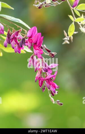 Trèfle de Thunberg, lespedeza de Thunberg, lespedeza d'arbuste (Lespedeza thunbergii 'Gibraltar', Lespedeza thunbergii Gibraltar, Desmodium pendulifloru Banque D'Images