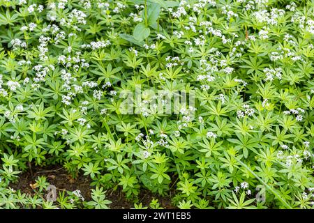 Bois doux (Galium odoratum, Asperula odorata), floraison, Europe, Bundesrepublik Deutschland Banque D'Images