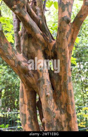 Coing chinois (Pseudocydonia sinensis, Chaenomeles sinensis), tronc, Europe, Bundesrepublik Deutschland Banque D'Images