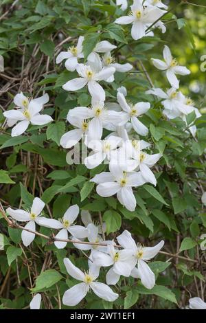 Clématites de montagne, clématites himalayennes, clématites d'anémone (Clematis montana var. Grandiflora, Clematis montana var. alba), floraison Banque D'Images