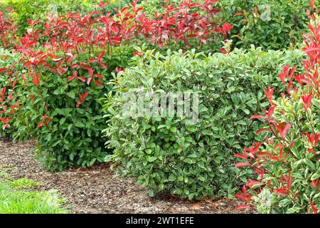 Photinie du Fraser, photinie de la pointe rouge, baie de Noël (Photinia x fraseri 'Louise', Photinia x fraseri Louise, Photinia fraseri), cultivar Louise Banque D'Images