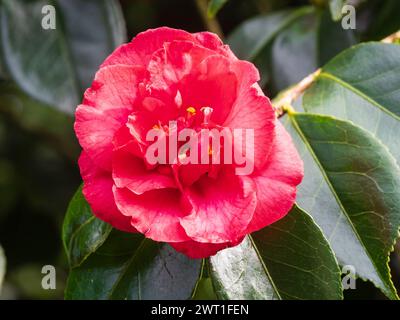 Fleur de la fin de l'hiver au début du printemps de l'arbuste persistant rustique Camellia japonica 'elegans' Banque D'Images