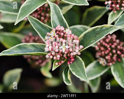 Fleurs printanières mâles parfumées dans les panicules de l'arbuste à feuilles persistantes compact, panaché, Skimmia japonica 'Magic Marlot' Banque D'Images