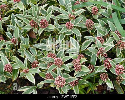 Fleurs printanières mâles parfumées dans les panicules de l'arbuste à feuilles persistantes compact, panaché, Skimmia japonica 'Magic Marlot' Banque D'Images