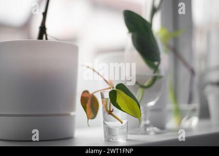 processus d'enracinement d'une plante dans l'eau Banque D'Images