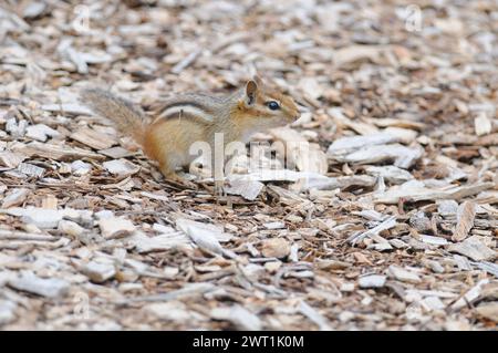 Chipmunk de l'est en alerte debout sur le sol couvert de copeaux de bois Banque D'Images