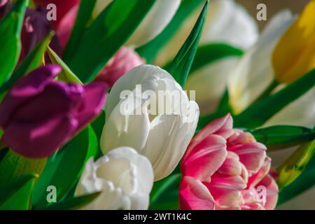 Dans l'étreinte du jardin, les tulipes dansent au soleil, leurs pétales scintillant comme des pierres précieuses Banque D'Images