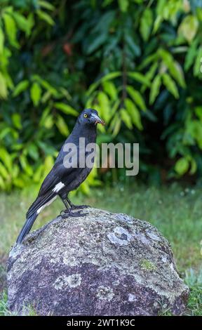 Pied Currawong assis sur une pierre et mangeant un insecte, Queensland, Australie. Banque D'Images