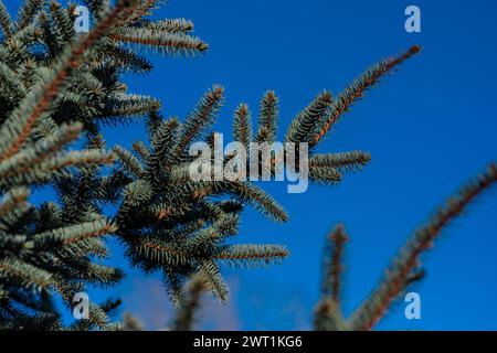 Une seule branche de sapin s'étend gracieusement sur la toile de fond d'un ciel bleu clair, ses aiguilles verdoyantes ajoutant une touche de vert vif à la boîte sereine Banque D'Images