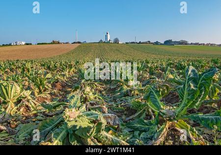 Regardant le long du champ vert de chou récolté près de Joss Bay Kent Banque D'Images
