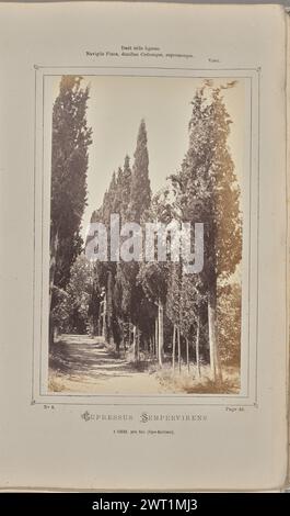 Cupressus sempervirens, à Cimiez, près Nice (Alpes-Maritimes). W. de Bray, photographe (français, actif vers 1880) 1871 Une rangée de cyprès méditerranéens (Cupressus sempervirens). Un chemin de terre longe les arbres. (Recto, monture) partie supérieure centrale, texte imprimé noir : 'danse utile Lignum/Navigiis Pinos, domibus Cedrosque, cupressosque. [Space] Virg.' ; texte imprimé en noir au centre inférieur : 'no 8. [Espace] page 40./CUPRESSUS SEMPERVIRENS/A CIMIEZ. près Nice (Alpes-Maritimes).» Banque D'Images