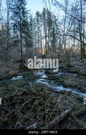 Au cœur de la forêt, une petite rivière serpente doucement à travers les arbres, offrant une retraite paisible pour la nature et l'âme. Banque D'Images