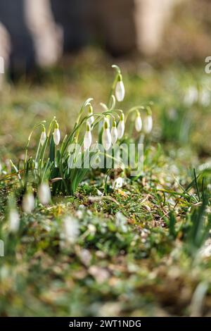 Une délicate goutte de neige émerge, signalant l'aube du printemps à travers les prairies lettones Banque D'Images