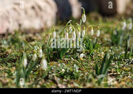 Chaque pétale de goutte de neige se déploie, peignant la campagne lettone avec des murmures de printemps Banque D'Images