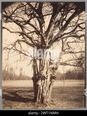 Saint-Cloud. Eugène Atget, photographe (français, 1857 - 1927) 1919–1921 vue d'un arbre noueux dans un parc. L'arbre jette une ombre sur l'herbe. (Recto, impression) en bas à droite, inscrit sur négatif : « [illeg.] » ; (verso, impression) en haut au centre, au crayon dans la main de l'artiste : 'St Cloud' ; (verso, impression) en haut à droite, au crayon dans la main de l'artiste : 'd' ; (verso, impression) en haut à droite, au crayon dans la main de l'artiste : '1011'; (verso, impression) au centre à droite, au crayon dans la main de l'artiste : '17 bis' ; (verso, impression) en bas à droite, au crayon : 'EA.0187.Z' Banque D'Images