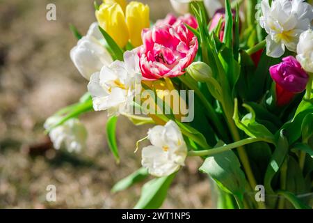 Dans l'étreinte du jardin, les tulipes fleurissent, leurs couleurs vibrent sous la caresse du soleil du matin Banque D'Images