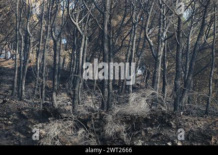 Catastrophe environnementale sur le Vésuve. Après le grand feu a commencé le 11 juillet ce qui reste du Parc National du Vésuve, seulement la cendre. L'immense pin Banque D'Images