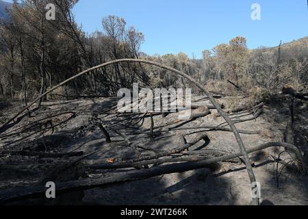 Catastrophe environnementale sur le Vésuve. Après le grand feu a commencé le 11 juillet ce qui reste du Parc National du Vésuve, seulement la cendre. L'immense pin Banque D'Images