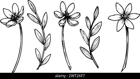 Ensemble de fleurs vectorielles. Illustrations dessinées à la main de plantes forestières sur fond isolé dans un style linéaire. Dessin botanique peint à l'encre noire. Croquis pour cartes de voeux ou invitations de mariage. Illustration de Vecteur